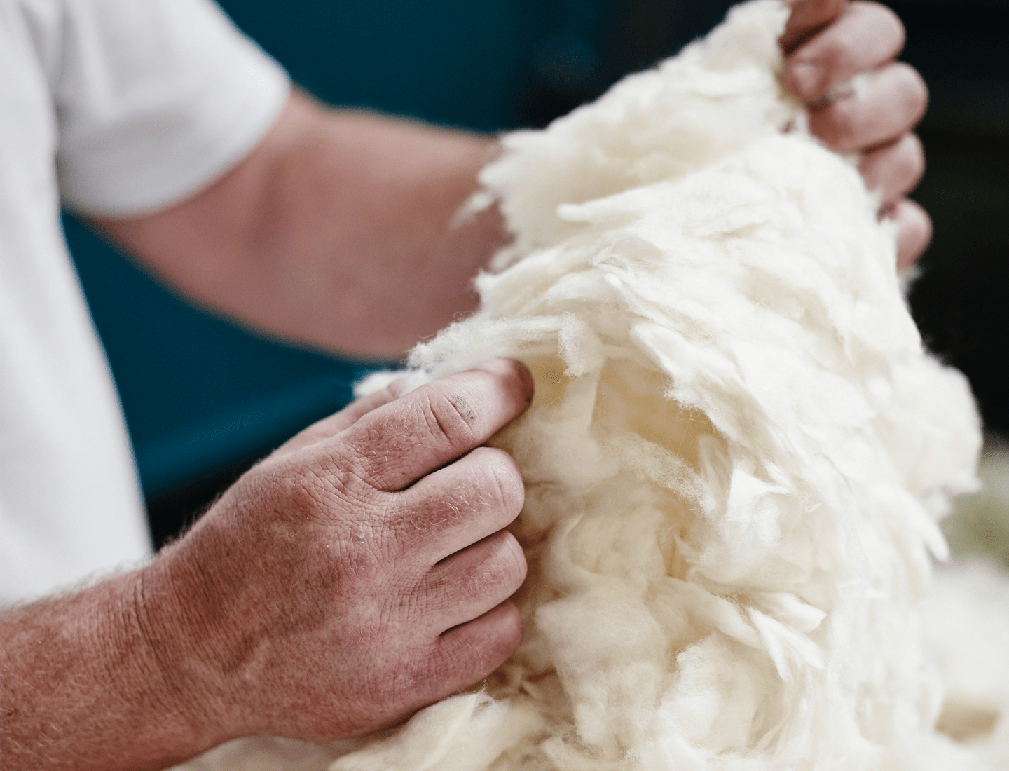 The MiniJumbuk Story begins with selecting and experimenting with the best wool varieties to create our first quilt