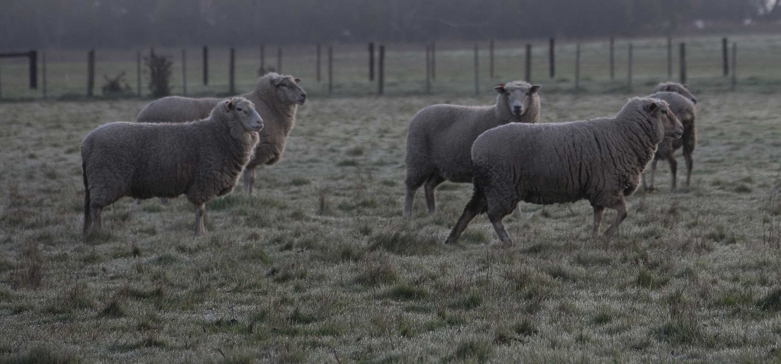 Why wool is winter's best sleep companion
