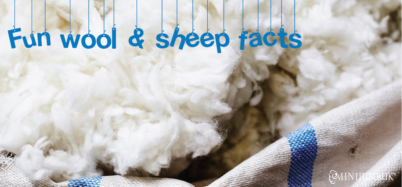 Fun facts about Wool and Sheep MiniJumbuk