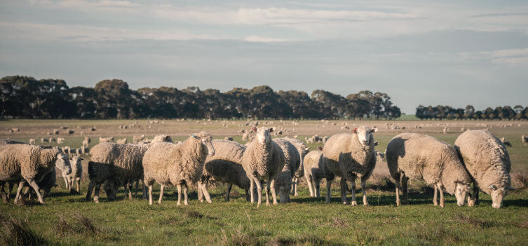 HAPPY SHEEP HEALTHY SLEEP