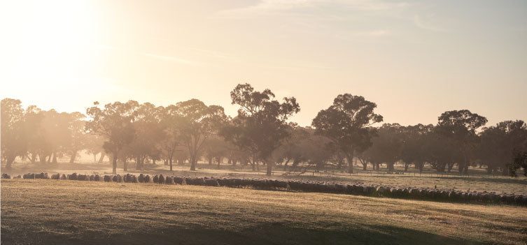 Introducing the Limestone Coast Wool Range