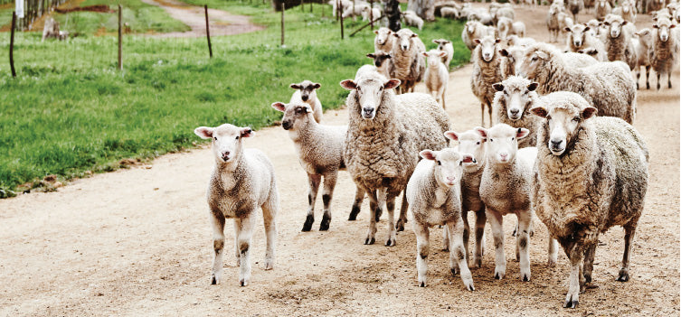 MiniJumbuk - We Love Wool
