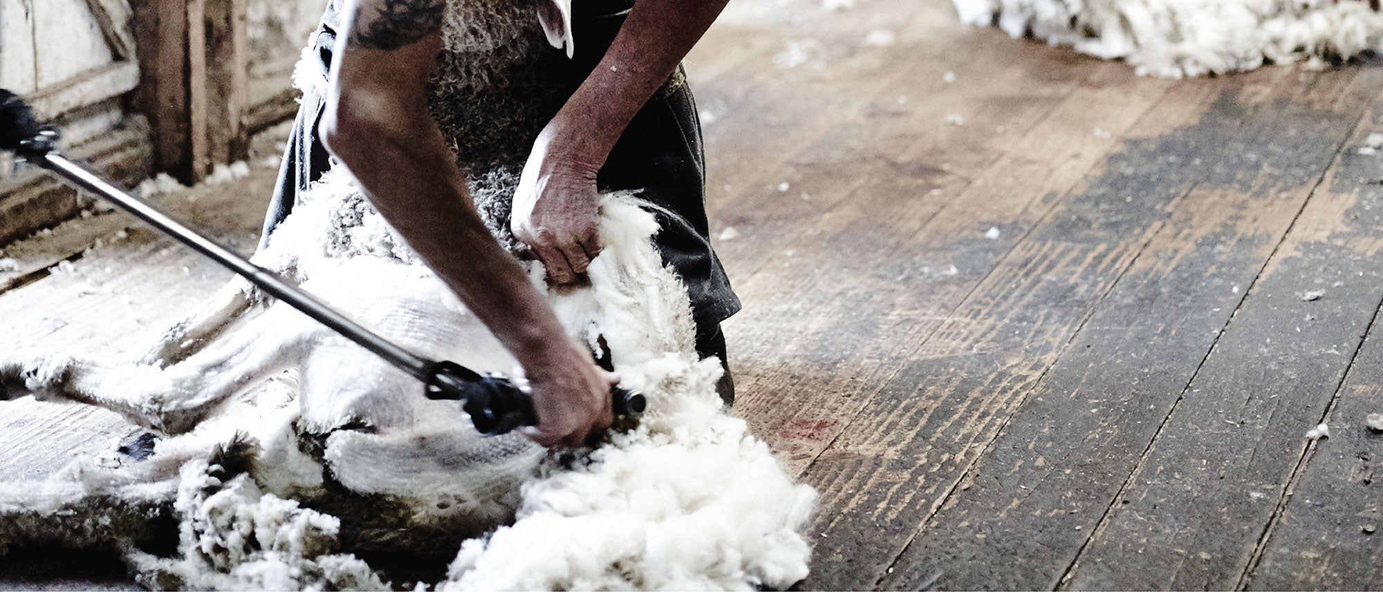 Shearing in the Limestone Coast