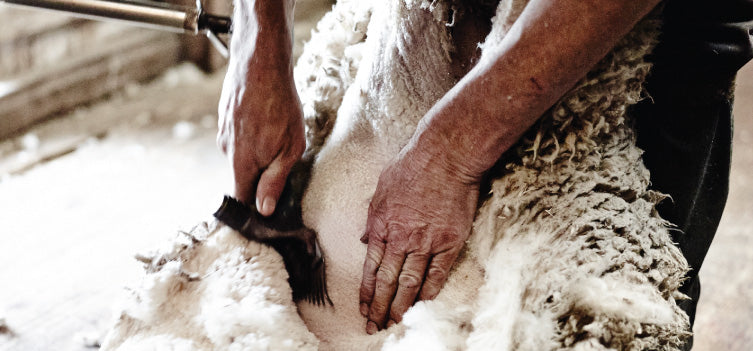 The beginning of a MiniJumbuk product: Shearing