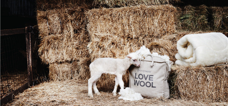 The Benefits of Wool