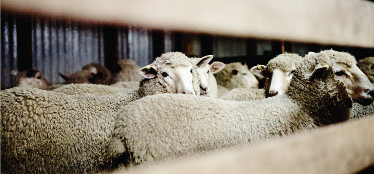 Wool The Only Fibre for MiniJumbuk