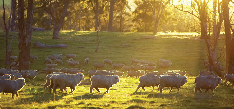Wool - Natural, Renewable and Biodegradable
