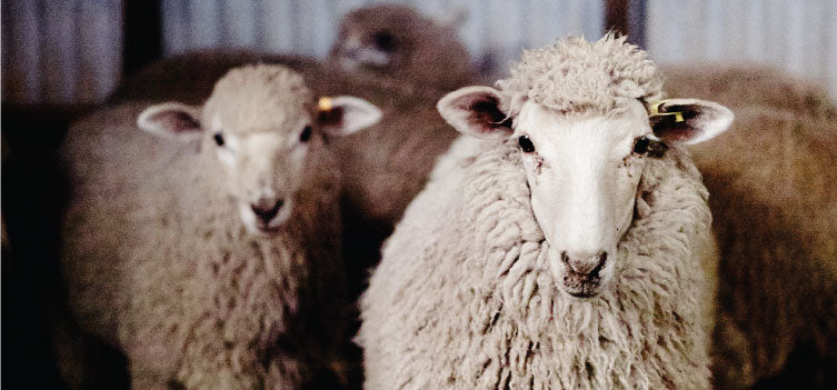 Wool and the environment