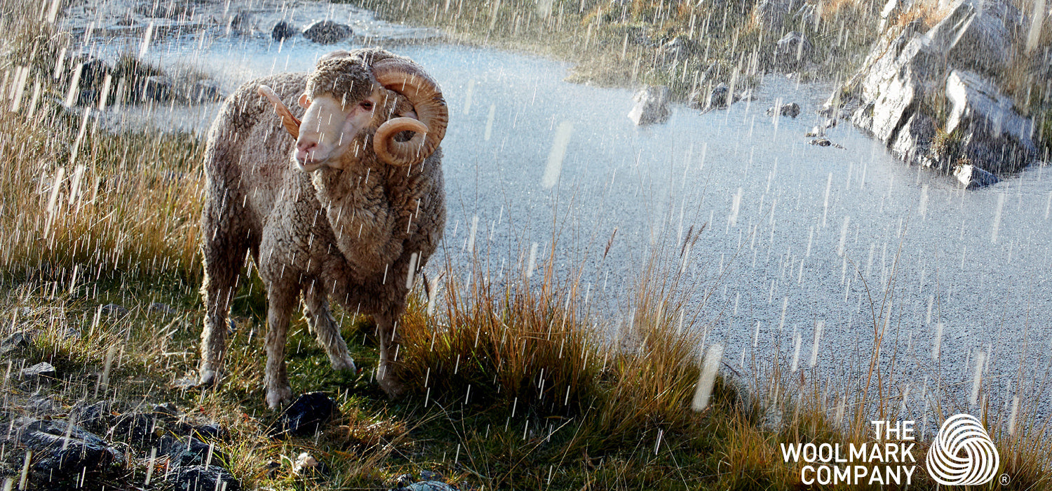 Fun facts about Wool and Sheep